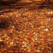 Černohorský potok na podzim